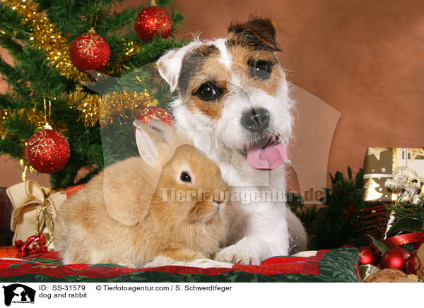 Parson Russell Terrier und Lwenkpfchen / dog and rabbit / SS-31579