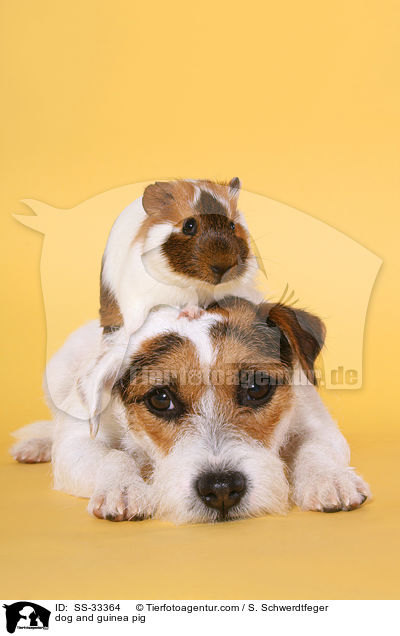 dog and guinea pig / SS-33364