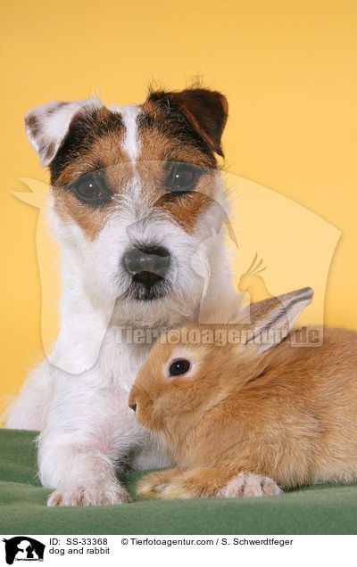 Hund und Kaninchen / dog and rabbit / SS-33368