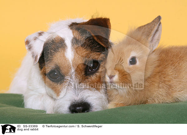 Hund und Kaninchen / dog and rabbit / SS-33369