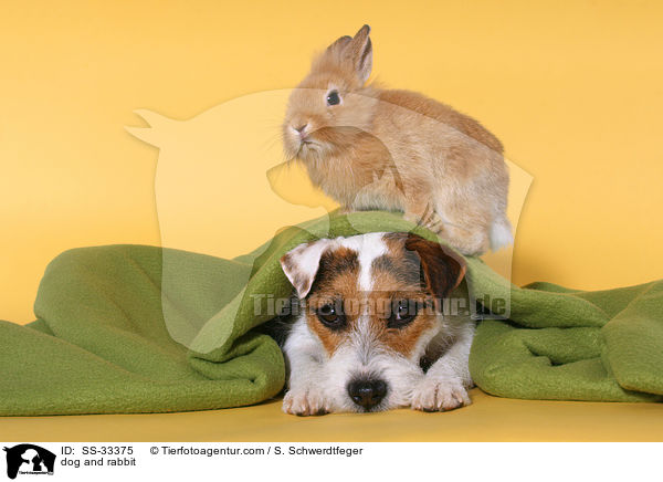 Hund und Kaninchen / dog and rabbit / SS-33375