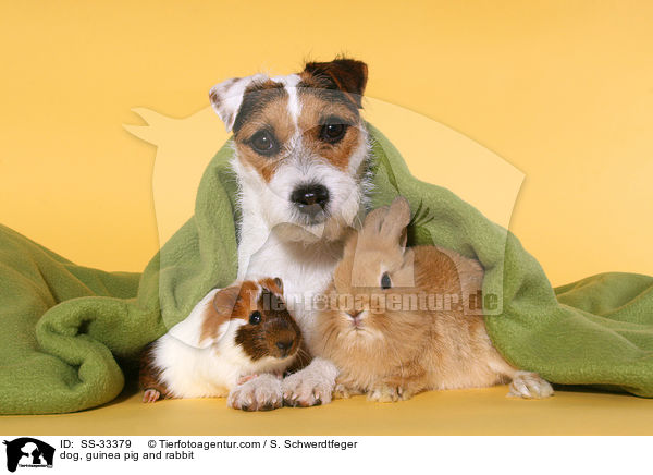 dog, guinea pig and rabbit / SS-33379