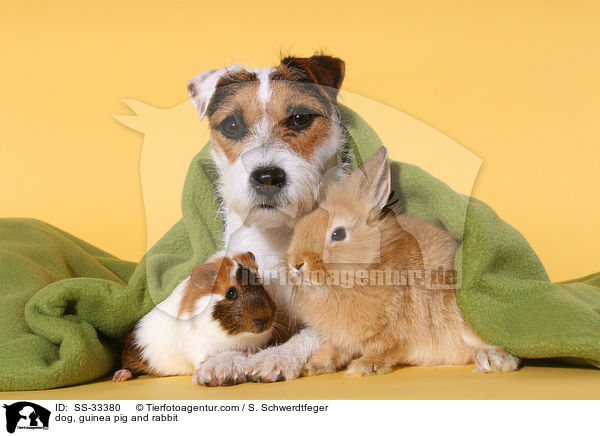 dog, guinea pig and rabbit / SS-33380