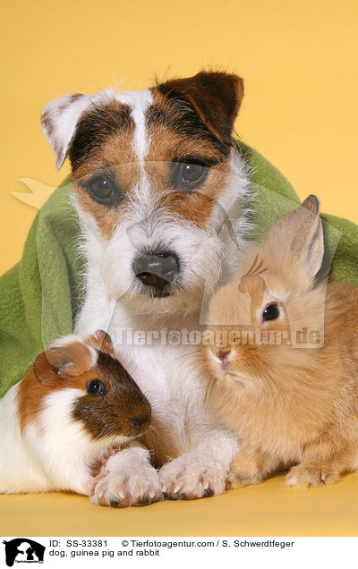 Hund, Meerschwein und Kaninchen / dog, guinea pig and rabbit / SS-33381