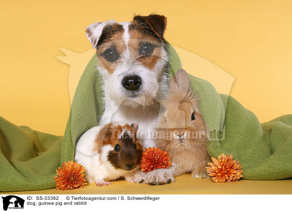 dog, guinea pig and rabbit / SS-33382