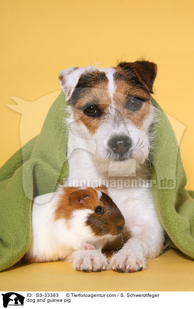 Hund und Meerschwein / dog and guinea pig / SS-33383