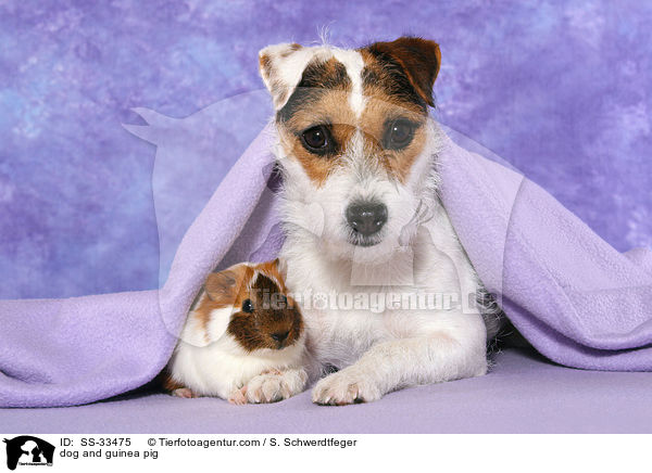 dog and guinea pig / SS-33475