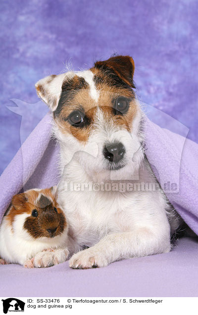 dog and guinea pig / SS-33476