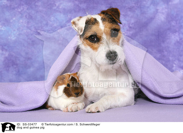 dog and guinea pig / SS-33477