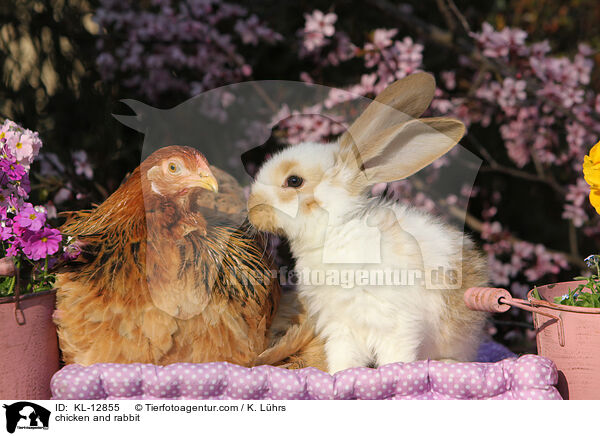 chicken and rabbit / KL-12855