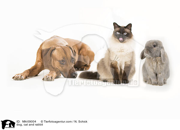 Hund, Katze und Kaninchen / dog, cat and rabbit / NN-09004