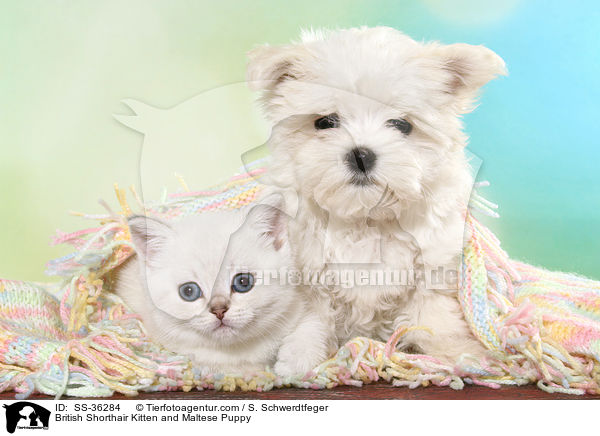 Britisch Kurzhaar Ktzchen und Malteser Welpe / British Shorthair Kitten and Maltese Puppy / SS-36284