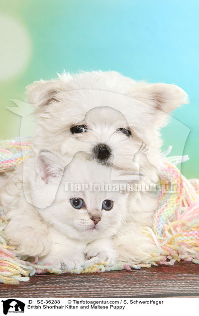 British Shorthair Kitten and Maltese Puppy / SS-36288