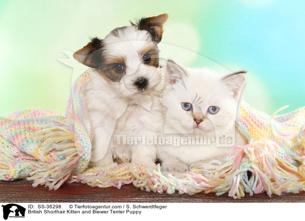 Britisch Kurzhaar Ktzchen und Biewer Terrier Welpe / British Shorthair Kitten and Biewer Terrier Puppy / SS-36298