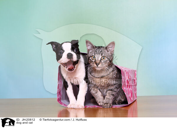 Hund und Katze / dog and cat / JH-20812