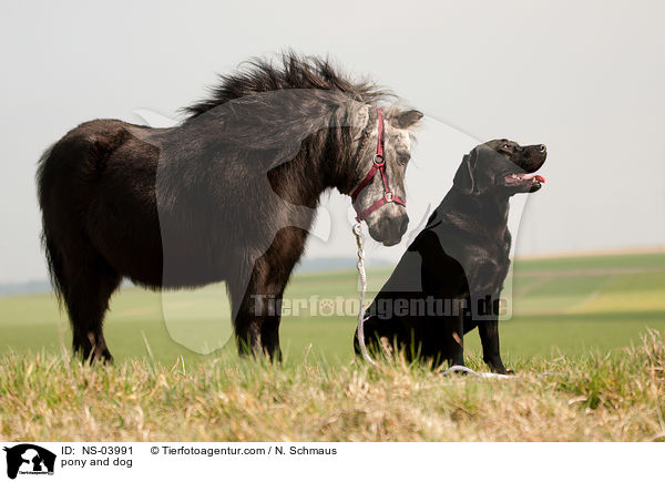 Pony und Hund / pony and dog / NS-03991