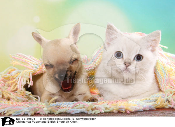 Chihuahua Puppy and British Shorthair Kitten / SS-39594