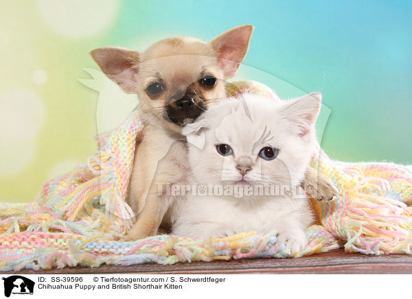 Chihuahua Puppy and British Shorthair Kitten / SS-39596