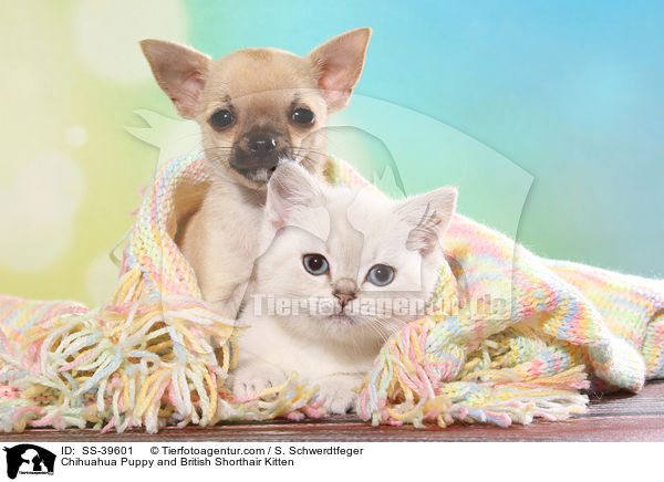 Chihuahua Puppy and British Shorthair Kitten / SS-39601