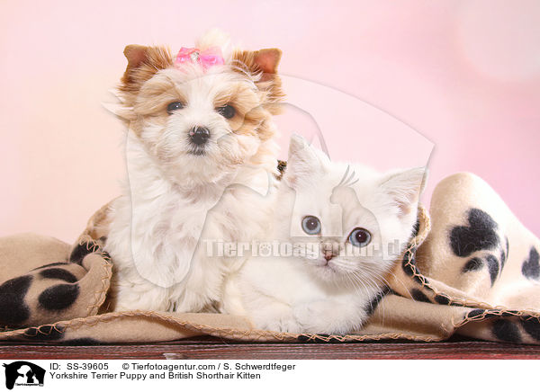 Yorkshire Terrier Welpe und Britisch Kurzhaar Ktzchen / Yorkshire Terrier Puppy and British Shorthair Kitten / SS-39605