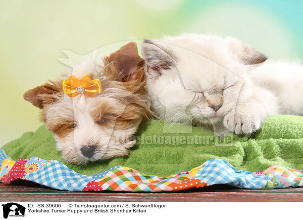 Yorkshire Terrier Puppy and British Shorthair Kitten / SS-39606