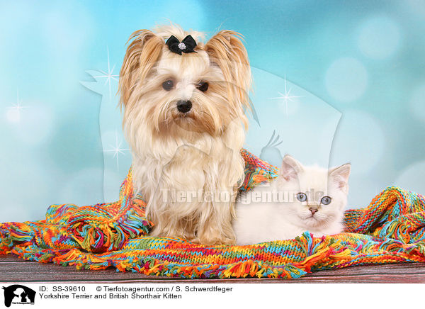 Yorkshire Terrier and British Shorthair Kitten / SS-39610
