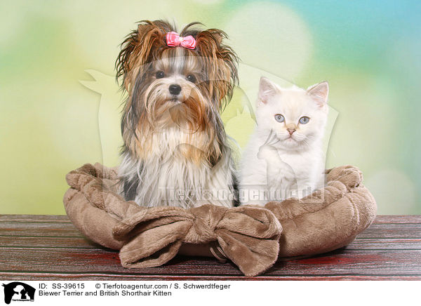 Biewer Terrier and British Shorthair Kitten / SS-39615