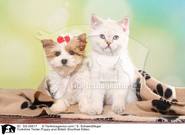 Yorkshire Terrier Puppy and British Shorthair Kitten / SS-39617