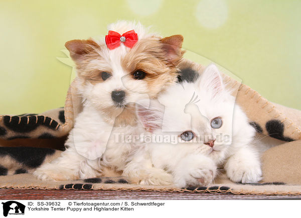 Yorkshire Terrier Puppy and Highlander Kitten / SS-39632