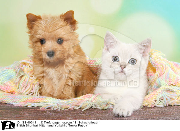 Britisch Kurzhaar Ktzchen und Yorkshire Terrier Welpe / British Shorthair Kitten and Yorkshire Terrier Puppy / SS-40041