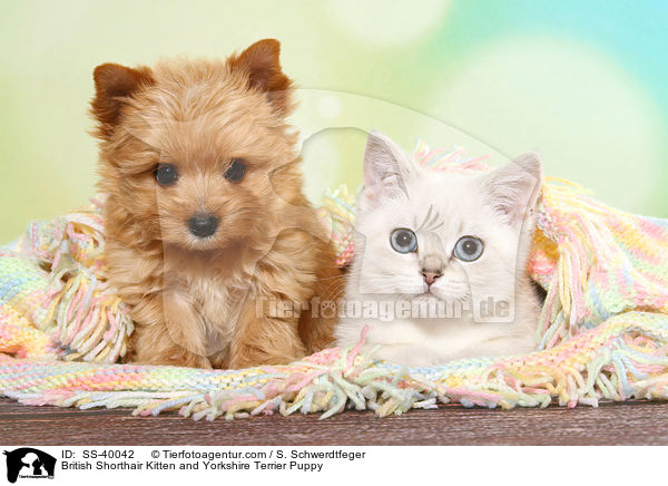 Britisch Kurzhaar Ktzchen und Yorkshire Terrier Welpe / British Shorthair Kitten and Yorkshire Terrier Puppy / SS-40042