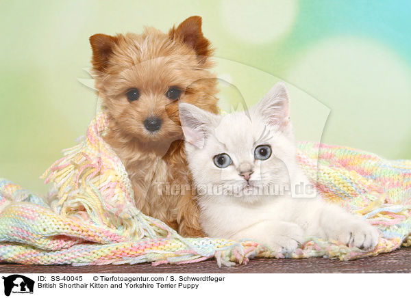 Britisch Kurzhaar Ktzchen und Yorkshire Terrier Welpe / British Shorthair Kitten and Yorkshire Terrier Puppy / SS-40045