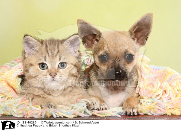 Chihuahua Welpe und Britisch Kurzhaar Ktzchen / Chihuahua Puppy and British Shorthair Kitten / SS-40289