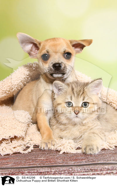Chihuahua Puppy and British Shorthair Kitten / SS-40296