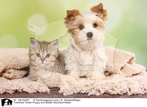 Yorkshire Terrier Welpe und Britisch Kurzhaar Ktzchen / Yorkshire Terrier Puppy and British Shorthair Kitten / SS-40297