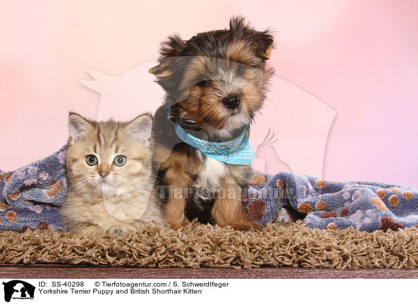 Yorkshire Terrier Welpe und Britisch Kurzhaar Ktzchen / Yorkshire Terrier Puppy and British Shorthair Kitten / SS-40298