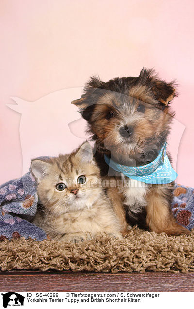 Yorkshire Terrier Welpe und Britisch Kurzhaar Ktzchen / Yorkshire Terrier Puppy and British Shorthair Kitten / SS-40299