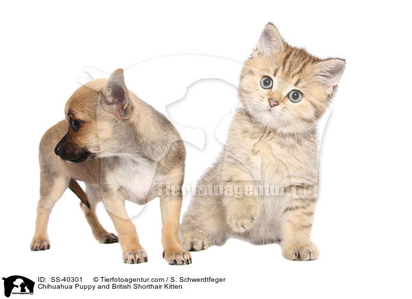 Chihuahua Puppy and British Shorthair Kitten / SS-40301