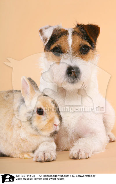 Parson Russell Terrier und Zwergkaninchen / Parson Russell Terrier and dwarf rabbit / SS-44598