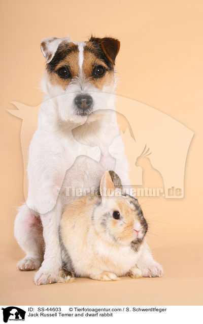 Parson Russell Terrier und Zwergkaninchen / Parson Russell Terrier and dwarf rabbit / SS-44603