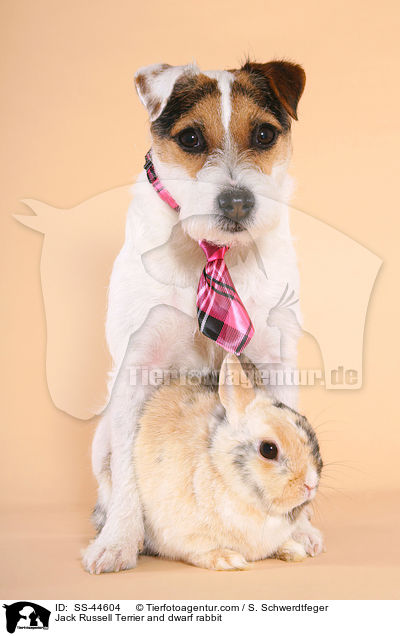Parson Russell Terrier und Zwergkaninchen / Parson Russell Terrier and dwarf rabbit / SS-44604