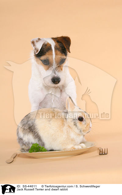 Jack Russell Terrier and dwarf rabbit / SS-44611