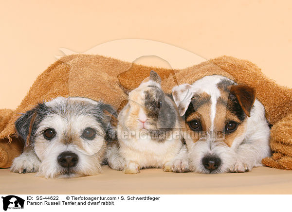 Parson Russell Terrier and dwarf rabbit / SS-44622