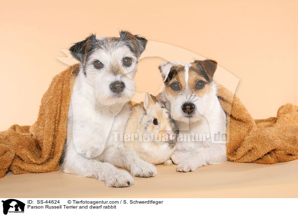 Parson Russell Terrier und Zwergkaninchen / Parson Russell Terrier and dwarf rabbit / SS-44624