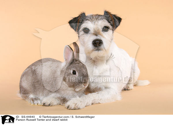 Parson Russell Terrier und Kaninchen / Parson Russell Terrier and dwarf rabbit / SS-44640