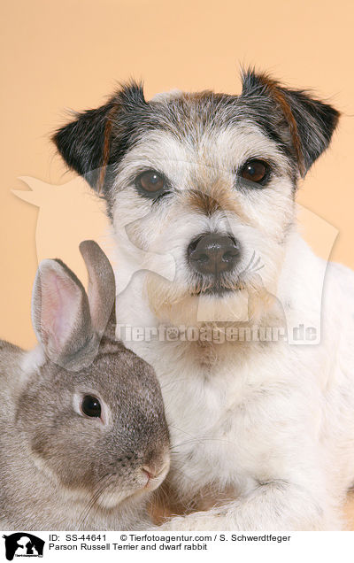 Parson Russell Terrier and dwarf rabbit / SS-44641