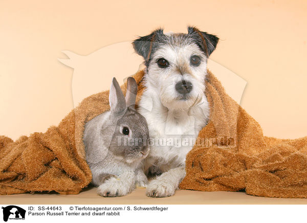 Parson Russell Terrier und Kaninchen / Parson Russell Terrier and dwarf rabbit / SS-44643