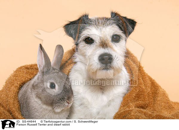Parson Russell Terrier und Kaninchen / Parson Russell Terrier and dwarf rabbit / SS-44644