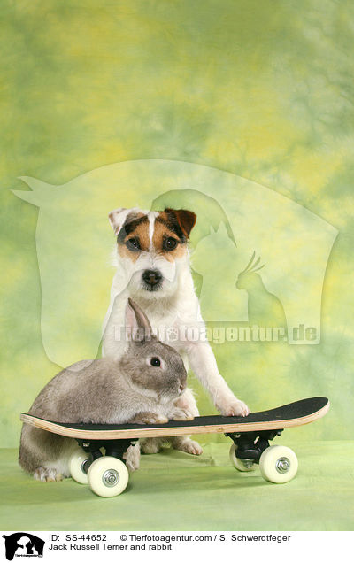 Jack Russell Terrier and rabbit / SS-44652