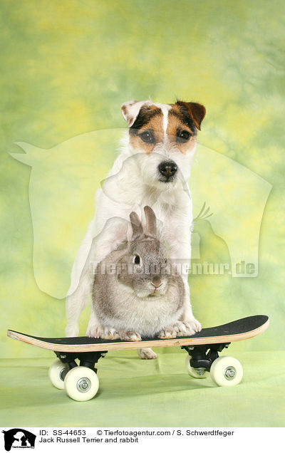 Jack Russell Terrier and rabbit / SS-44653
